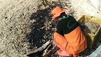 Kepala Dinas Lingkungan Hidup Kepulauan Seribu, Yusen Herdiman, kepada detikcom, Minggu (8/4/2018), mengatakan minyak hitam itu tergolong sebagai limbah yang berbahaya.(Foto: Dok Dinas Lingkungan Hidup Kepulauan Seribu DKI)