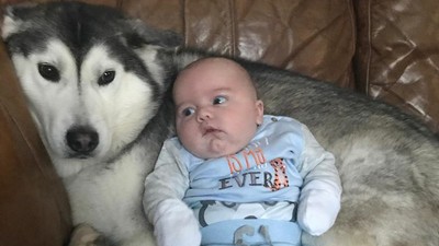 Seorang Bayi dan Anjing Penjaganya yang Setia