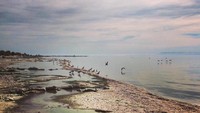 Garam dan pestisida yang terkubur di dasar danau merembes ke atas, membunuh jutaan ikan yang sempat hidup di sana. Pesisir pantai pun dipenuhi tulang jutaan ikan yang mati karena pestisida. (thesaltonsea/Instagram)