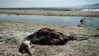 Dulunya danau ini destinasi populer di kalangan turis, bahkan didaulat sebagai miracle in the desert alias keajaiban di gurun pasir. Namun pantai ini sekarang menjadi tempat yang menyeramkan. (AFP)