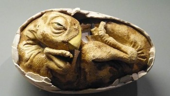 Pada 1979, ahli fosil H. K. Erben mengatakan telur dinosaurus dari masa ke masa semakin mengalami penipisan lapisan kulit sehingga embrio yang didalamnya mudah rusak dan mendorong mereka menuju kepunahan. Meski begitu, fenomena ini dianggap hanya terjadi di kawasan kecil, bukan secara global. Foto: pinterest.com