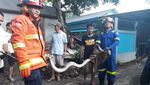 Ini Deretan Ular yang Muncul di Jakarta dalam 4 Bulan Terakhir