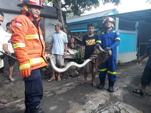 Damkar Evakuasi Ular Sanca 4 Meter di Jl Mabes TNI Cilangkap