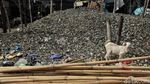 Limbah Kerang Hijau Menggunung di Cilincing