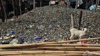 Potret cangkang kerang yang mengunung di kawasan Cilincing.
