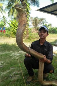 Mahasiswa di Riau Pelihara King Kobra Panjang 4 Meter