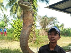 Tragedi ABG Syahril Tewas Dipatuk King Kobra, Peringatan Buat Amar