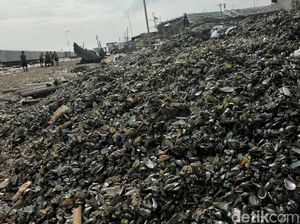 Limbah Kerang Hijau Menggunung di Cilincing