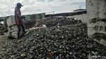 Limbah Kerang Hijau Menggunung di Cilincing