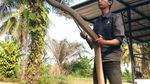 Foto: Aksi Amar Pemelihara King Kobra 4 Meter