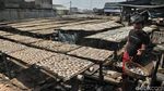 Produksi Ikan Asin di Cilincing Menurun