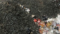 Limbah kerang tersebut bercampur dengan sampah.