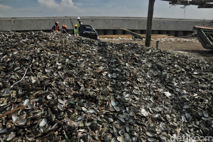  Limbah  Kerang Hijau Menggunung di Cilincing Foto  4