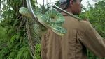Foto: Aksi Amar Pemelihara King Kobra 4 Meter