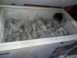 Penyelundupan Baby Lobster di Bandara Soetta Digagalkan