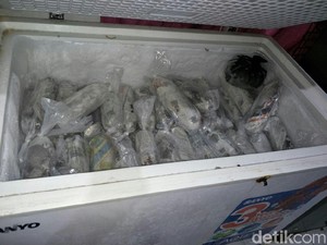 Lagi, Lobster RI Diselundupkan ke Luar Negeri