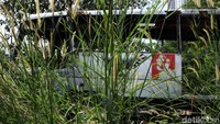 Rumput liar tumbuh di dalam dan sekitar bus.