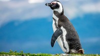 Kota Ushuaia dinobatkan sebagai satu dari lima tempat terbaik melihat penguin di dunia. Ada 3.000 pasang penguin Magellan dan koloni penguin Gentoo di sana (Getty Images/Jason_YU/CNN Travel)