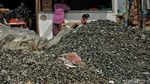 Limbah Kerang Hijau Menggunung di Cilincing