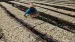 Produksi Ikan Asin di Cilincing Menurun