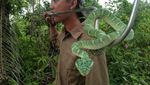 Foto: Aksi Amar Pemelihara King Kobra 4 Meter