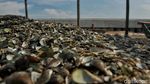 Limbah Kerang Hijau Menggunung di Cilincing
