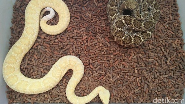 Rus keksa uy qurilishi porno Katta, elastik dumbalari bilan onlayn porno