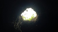 Pada bagian atap Gua Jepang Palembang terlihat sengaja dilubangi warga sebagai pencahayaan bunker dan lorong gua. Warga sering datang untuk berkunjung dan berfoto tetapi takut jika harus masuk ke dalam (Raja Adil/detikTravel)