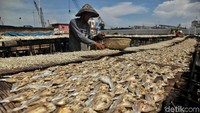 Sejumlah pekerja tengah menjemur ikan asin di kawasan Cilincing, Jakarta Utara, Senin (9/4/2018).