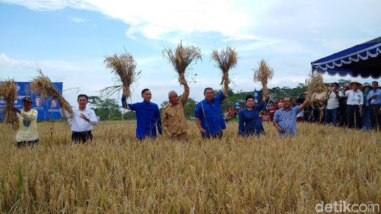 Panen Raya di Sleman, SBY Bagikan Jurus Hentikan Impor Beras Panen Raya di Sleman, SBY Bagikan Jurus Hentikan Impor Beras