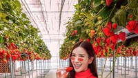 Meski sudah memasuki umur kepala 4, Jamie kelihatan awet muda ya? Menggunakan sweater, mantan pramugari ini duduk menikmati strawberry di Prefektur Saitama. Foto: Instagram ec24m