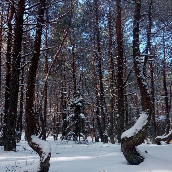 Tampilan pohon menari kala musim dingin (valeriyurik/Instagram)
