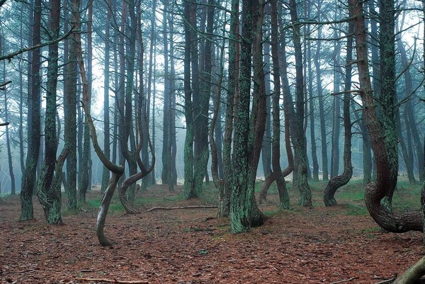 Traveler yang datang siap-siap dibuat kagum dengan keunikan pepohonan di Dancing Forest (natures_finesst/Instagram)