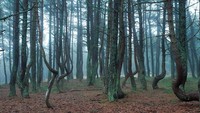 Traveler yang datang siap-siap dibuat kagum dengan keunikan pepohonan di Dancing Forest (natures_finesst/Instagram)