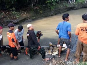 Akhirnya! Buaya Lepas di Sukoharjo Berhasil Ditangkap