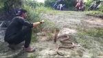 Foto: Gaya Nekat Amar Bermain dengan King Kobra 4 Meter