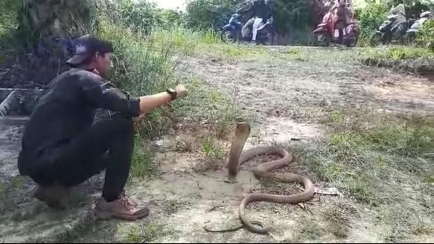 Muamar Syahida (Amar) memiliki hobi memelihara ular king kobra dan derik yang masuk kategori binatang berbahaya. Bahkan jempol tangan kiri Amar hampir diamputasi karena tergigit ular.