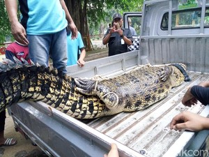 Cerita Keluarga Pemilik Buaya yang Lepas di Sukoharjo