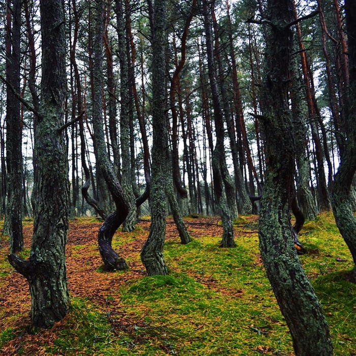 hutan unik