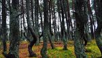 Foto: Pohon-pohon yang Menari