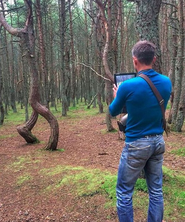 Ada yang beranggapan kalau bentuk batang pohon yang tak biasa ini merupakan pengaruh alami dari angin yang bertiup terlalu kencang dan terus menerus (svetulka_shevchenko/Instagram)