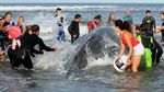Melihat Proses Evakuasi Paus di Pantai Argentina