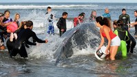 Paus yang terdampar di pantai Punta Mogotes di Mar de Plata, Argentina.