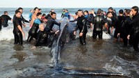 Paus berusaha dievakuasi dari pantai tersebut. 