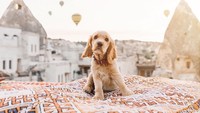 Cappadocia, Turki memang punya pemandangan menawan, apalagi saat balon udara memenuhi langitnya. Momenmu semakin lengkap dengan ekpresi gemas anjing lucu ini, bukan? (animalzofig/ Instagram)