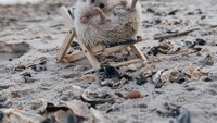 Ke pantai ditemani Lio si landak lucu, mau nggak? (lionelthehog/ Instagram)
