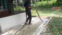 Tanpa rasa canggung, Muamar atau sering dipanggil Amar memegang ular yang bisanya mematikan itu. King kobra tersebut tampak tegak dengan mengembangkan kepalanya