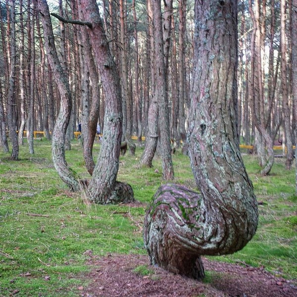 Batang-batang pohon pinus ini punya bentuk beragam, bahkan ada yang melingkar (alfred4u/Instagram)