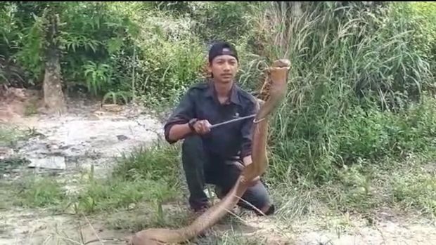 Seram! Aksi Amar Main King Kobra 4 Meter Bikin Dag-dig-dug