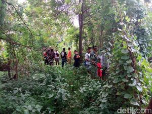Buaya Lepas di Sukoharjo, Polisi Imbau Warga Tak Dekati Sungai